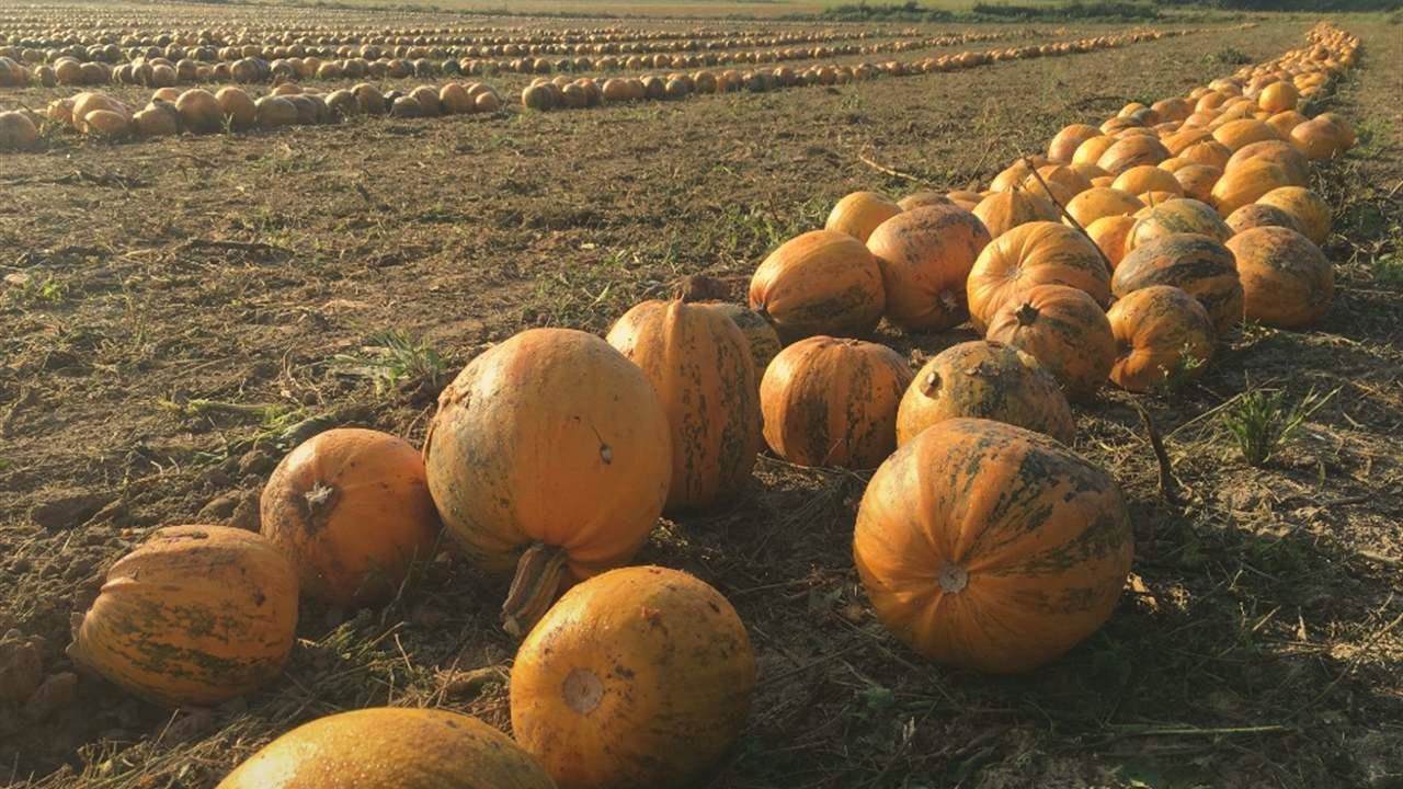 Reihen steirischer Ölkürbisse auf einem abgeernteten Feld im weichen Abendlicht
