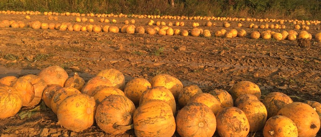 Kürbiserntefeld im goldenen Abendlicht mit hölzernem Hochstand und Baumreihe